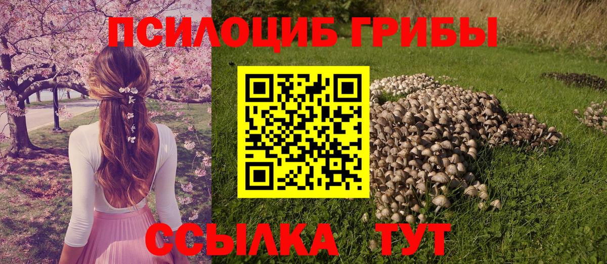 Псилоцибиновые грибы Psilocybe Сибай